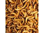 Mealworms for Ice Fishing Bait RI Ice Fishing Bait