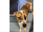 Adopt Duke a Beagle, Mixed Breed