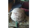Usmc Military Ach-Mich Kevlar Helmet