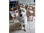 Adopt Niko a German Shepherd Dog