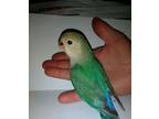 Baby Love Bird