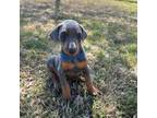 Doberman Pinscher Puppy for sale in Spiro, OK, USA