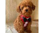 Poodle (Toy) Puppy for sale in Stilwell, OK, USA