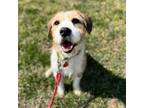 Adopt Hollywood Knight a Mixed Breed