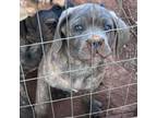 Cane Corso Puppy for sale in Pickens, SC, USA