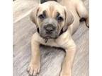 Cane Corso Puppy for sale in Pickens, SC, USA