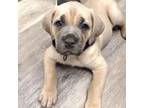 formentino cane corso