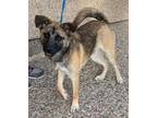 Adopt Hercules a German Shepherd Dog