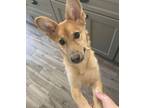 Adopt Foxy a Shiba Inu, Husky