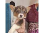 Pembroke Welsh Corgi Puppy for sale in Greensboro, NC, USA