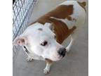 Adopt Ruger a Pit Bull Terrier, Boxer