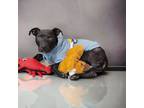 Adopt Tito a Labrador Retriever, American Staffordshire Terrier