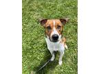 Adopt Finny a Mixed Breed