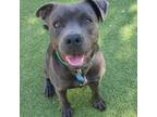 Adopt Jelly Roll a American Staffordshire Terrier