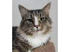 Adopt Rory (24-066 C) a Domestic Long Hair