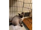 Adopt Apple & Pear a Siamese