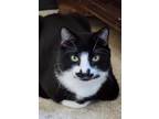 Adopt Percy a Domestic Short Hair