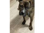 Adopt Drax a American Staffordshire Terrier