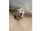 Adopt Keith a Pit Bull Terrier
