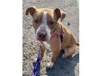 Adopt Linus a American Staffordshire Terrier, Boxer
