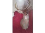 10 pointe whitetail deer shoulder mount beautifully don. I have two listed