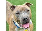 Adopt Boomer a Pit Bull Terrier, Mixed Breed