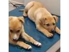 Adopt Scooby and Pluto a Mixed Breed