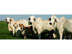 Brahman heifers , Holstein , Jersey and Angus calves available