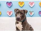 Adopt Christian a Pit Bull Terrier
