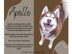 Adopt Apollo a Siberian Husky