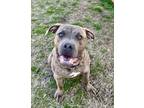 Adopt Tito a Pit Bull Terrier
