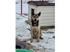 Adopt Genner a German Shepherd Dog