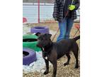 Adopt Ashton a Black Labrador Retriever