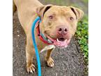 Adopt Buddy Boy a Pit Bull Terrier, Mixed Breed
