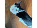 Adopt Capone a American Shorthair