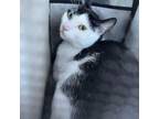 Adopt Capone a American Shorthair