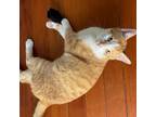 Adopt Cheddar a American Shorthair