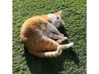 Adopt Cheddar a American Shorthair