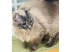 Adopt Trinket a Siamese