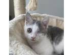 Adopt Noland (Centerville eye kitten) a Domestic Short Hair