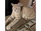 Adopt Ludacris a Domestic Short Hair