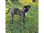 Adopt Pudge a Mastiff