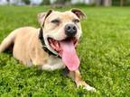 Adopt Remington a Pit Bull Terrier