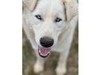 Adopt Jack a Great Pyrenees, Akbash