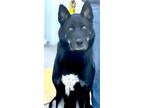 Adopt ZEUS a German Shepherd Dog, Siberian Husky