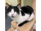 Adopt Sleepy a Domestic Short Hair