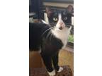 Adopt Pepper a Tuxedo