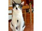 Adopt Lucky (bonded to Madame X) a Domestic Short Hair