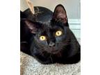 Adopt Binx (bonded to Billy) a Domestic Short Hair