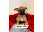 Adopt Captain Hook a Mixed Breed
